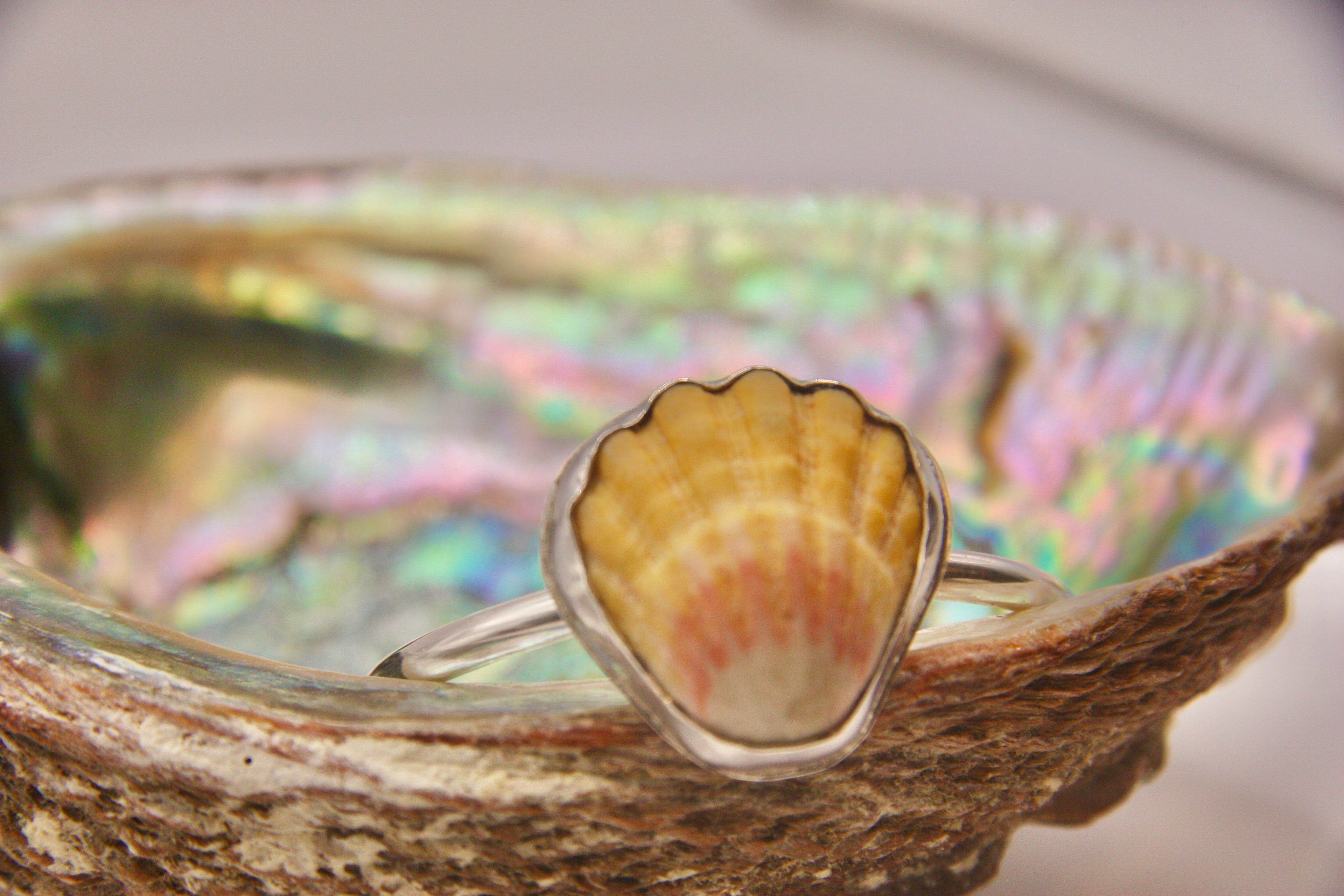 Rare Sunrise Shell Cuff